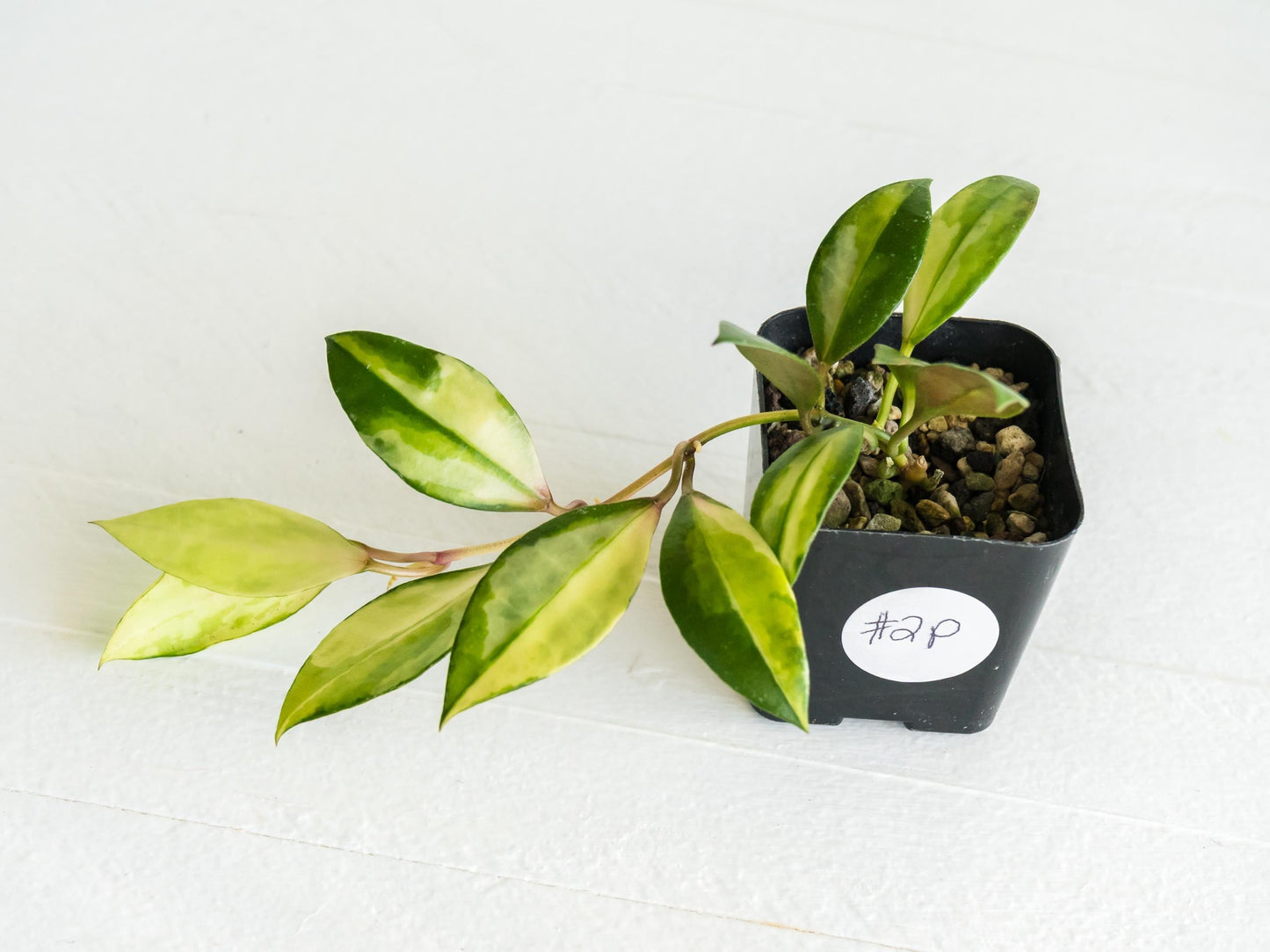 Hoya walliniana (Inner Variegated) | 2-Inch