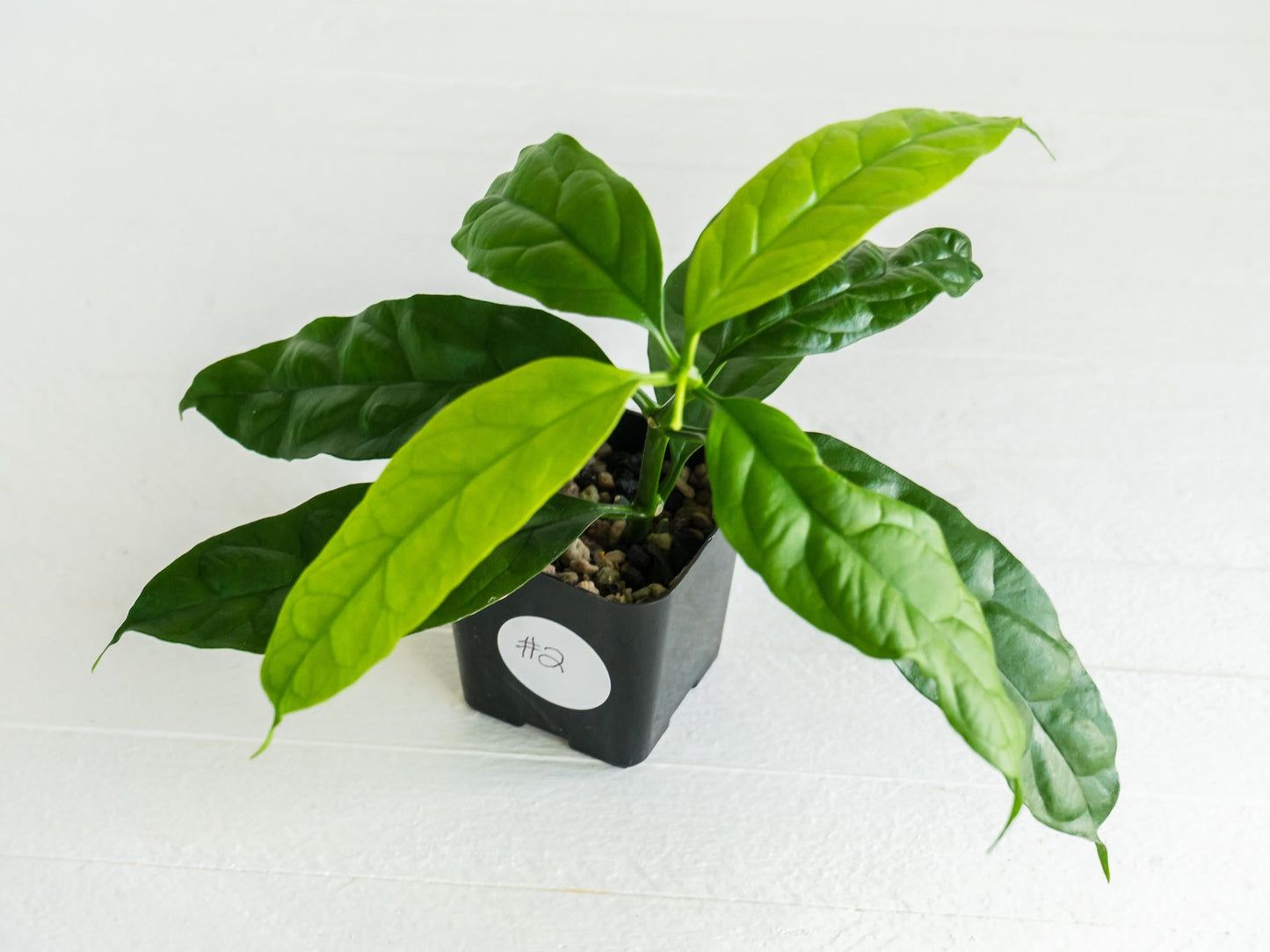 Hoya decipulae (Outer Variegated/Albo) | 2-Inch