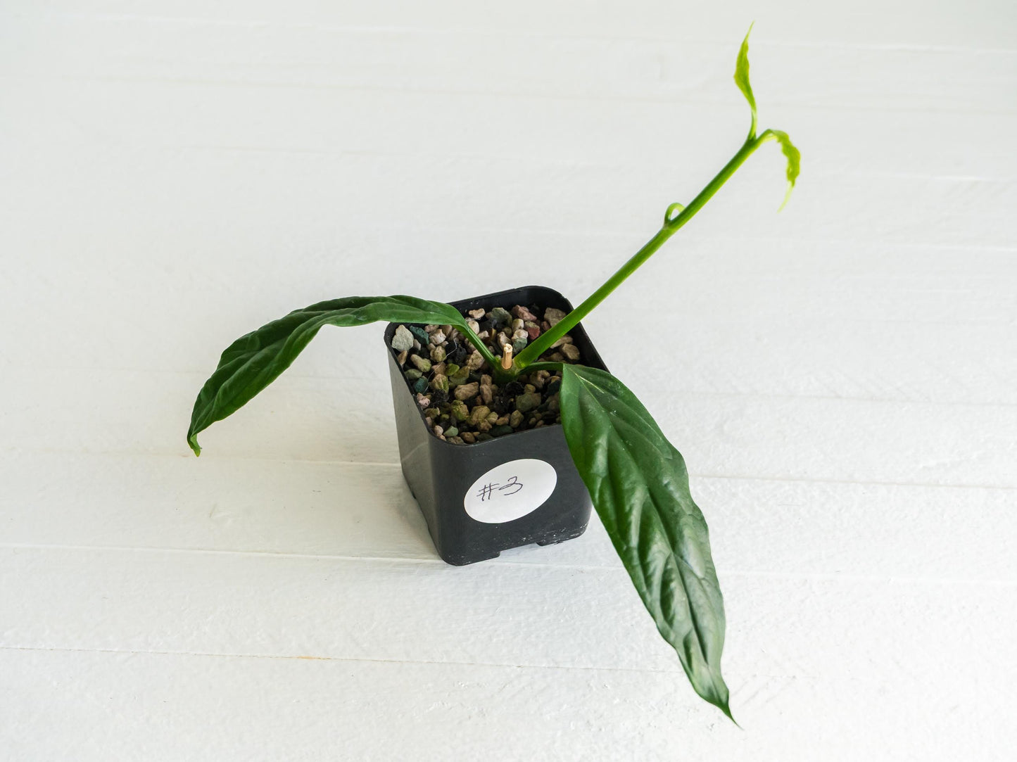 Hoya decipulae (Outer Variegated/Albo) | 2-Inch