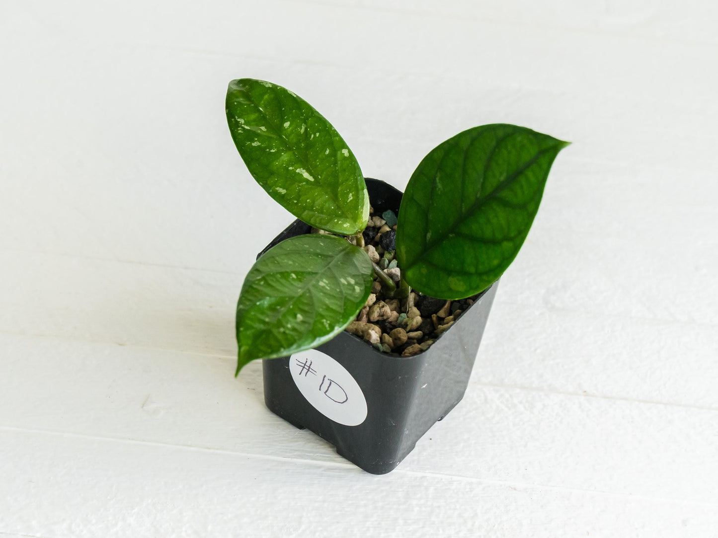 Hoya Lai Chau (Splash) | 2-Inch