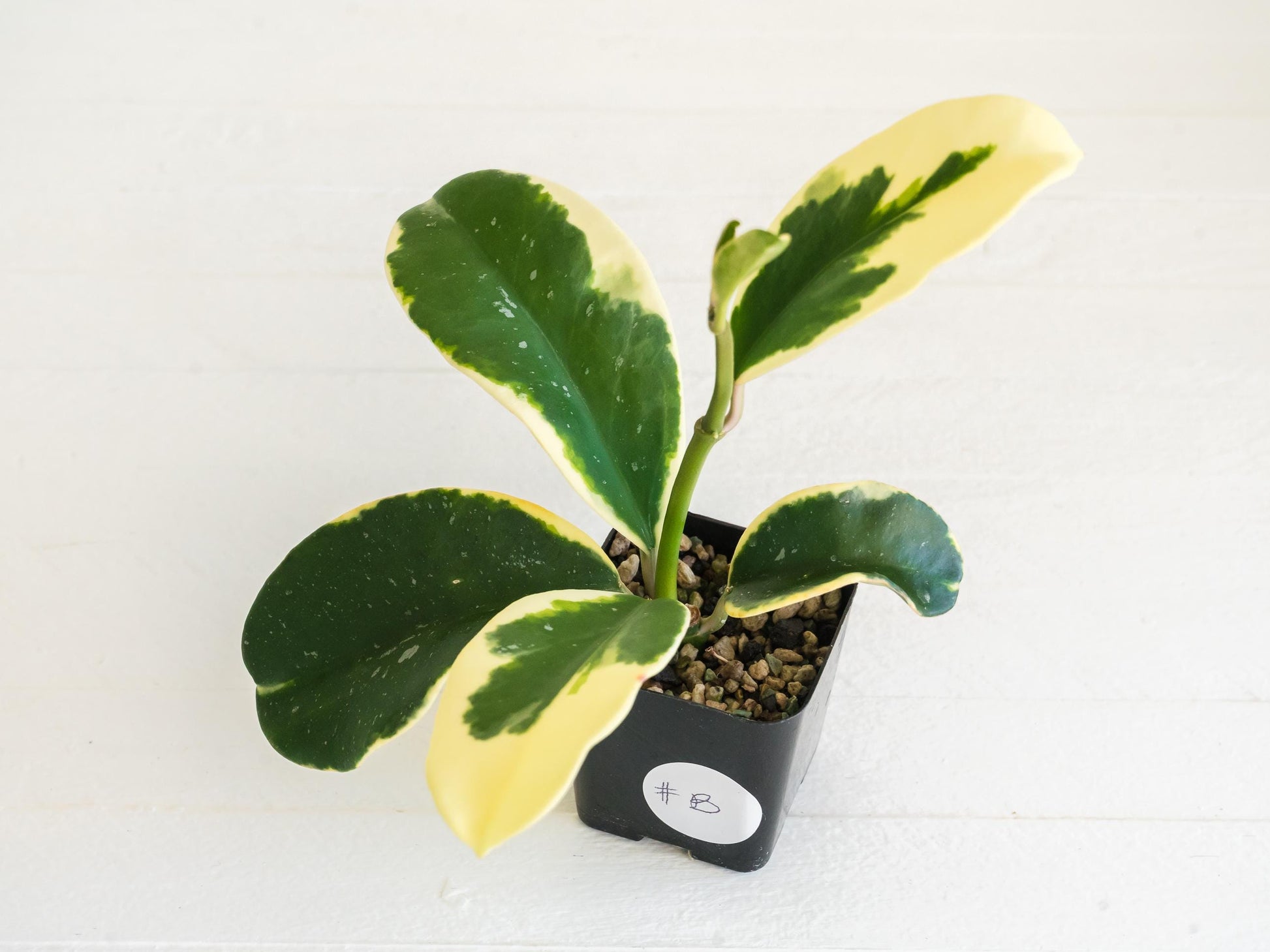 Hoya easo daklak | 2-Inch