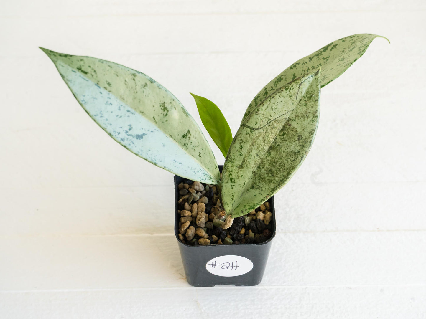 Hoya pubicalyx 'Pink Silver Ghost' | 2-Inch