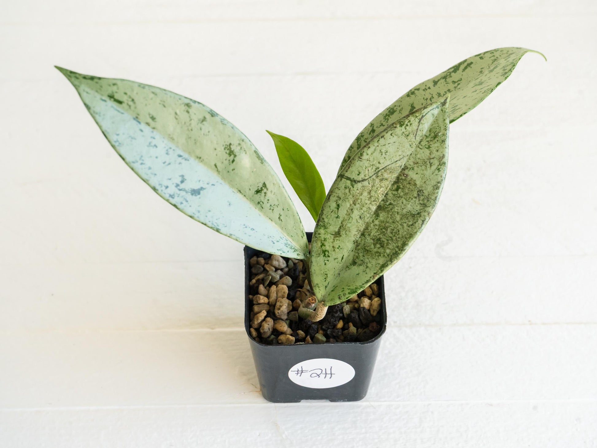 Hoya pubicalyx 'Pink Silver Ghost' | 2-Inch