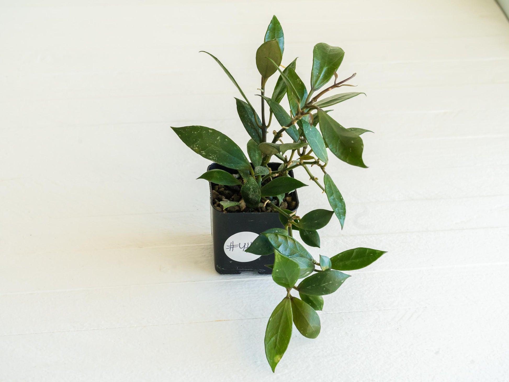 Hoya 'Rebecca' | 2-Inch