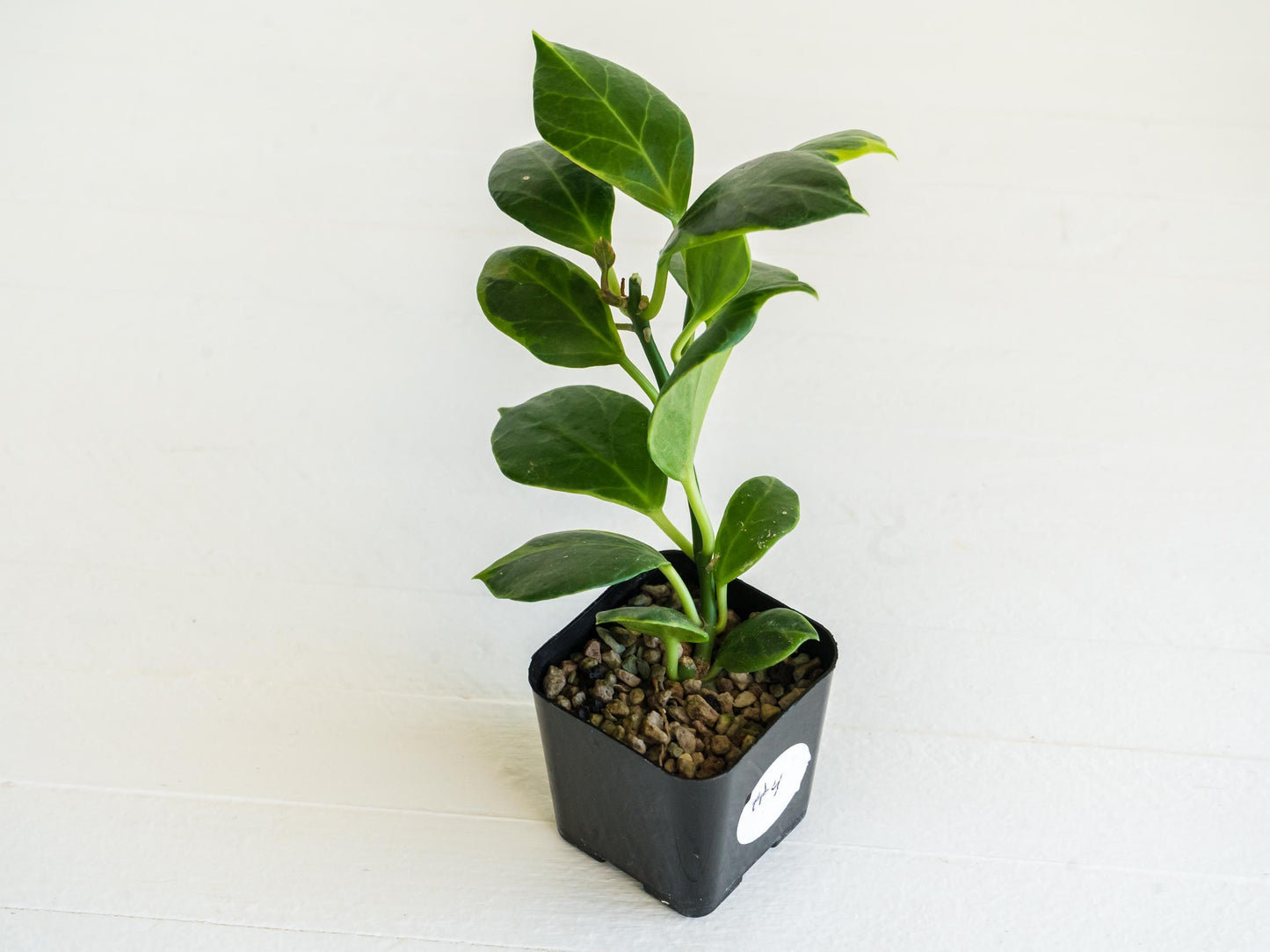 Hoya obscura (Albo | Outer Variegated) | 2-Inch