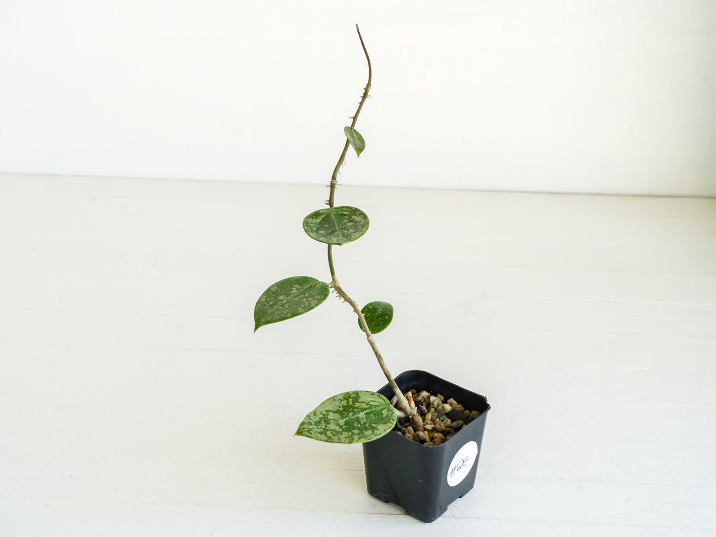 Hoya verticillata (EPC-997) | 2-Inch