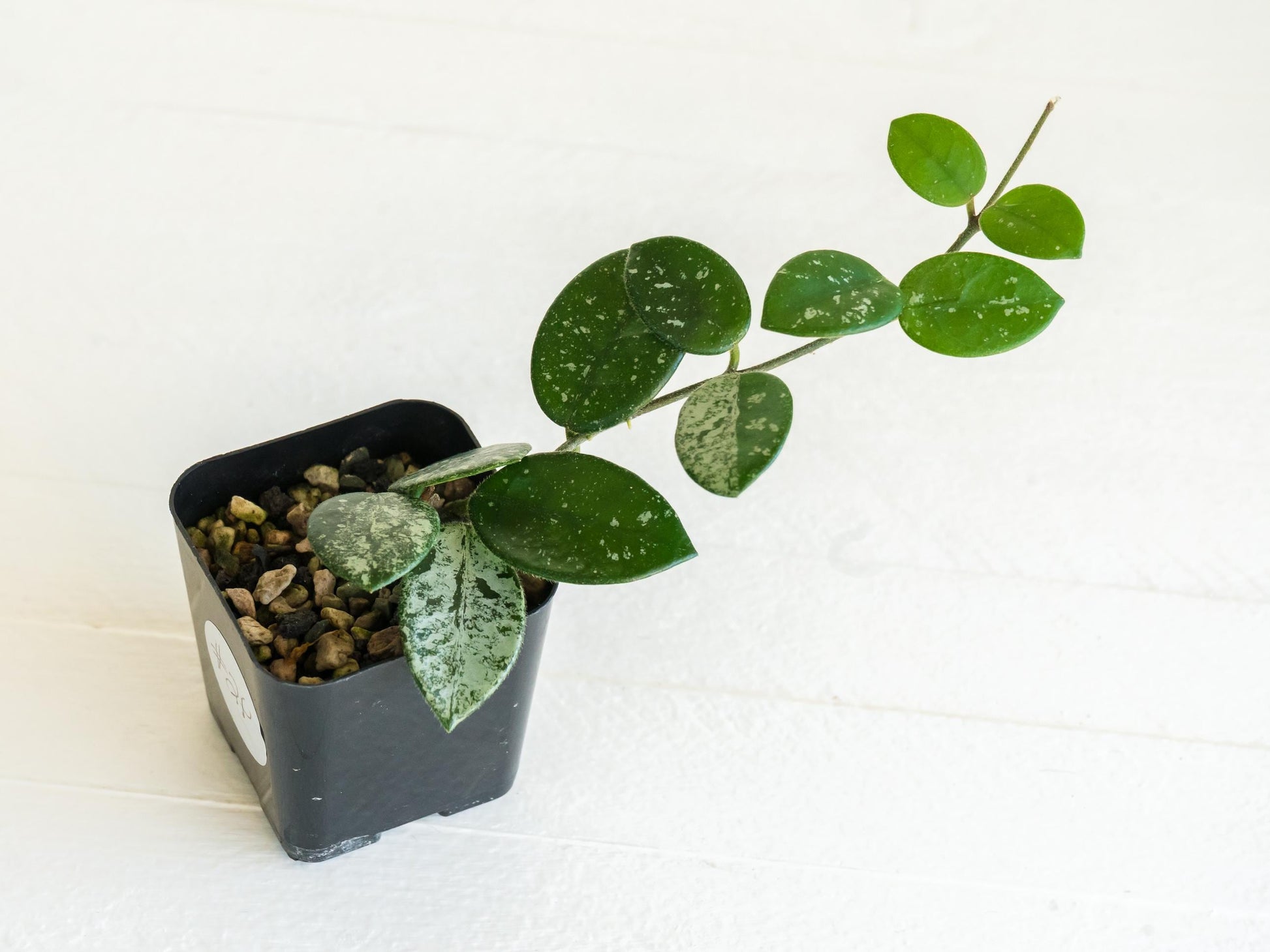 Hoya 'Mathilde' (Splash) | 2-Inch