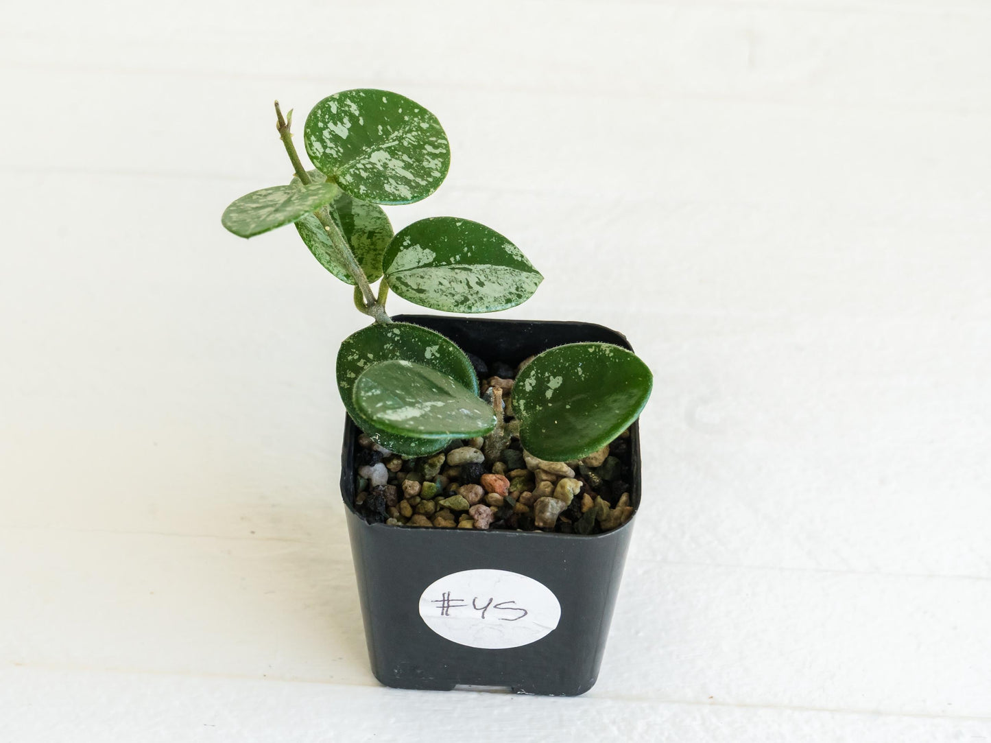 Hoya 'Mathilde' (Splash) | 2-Inch