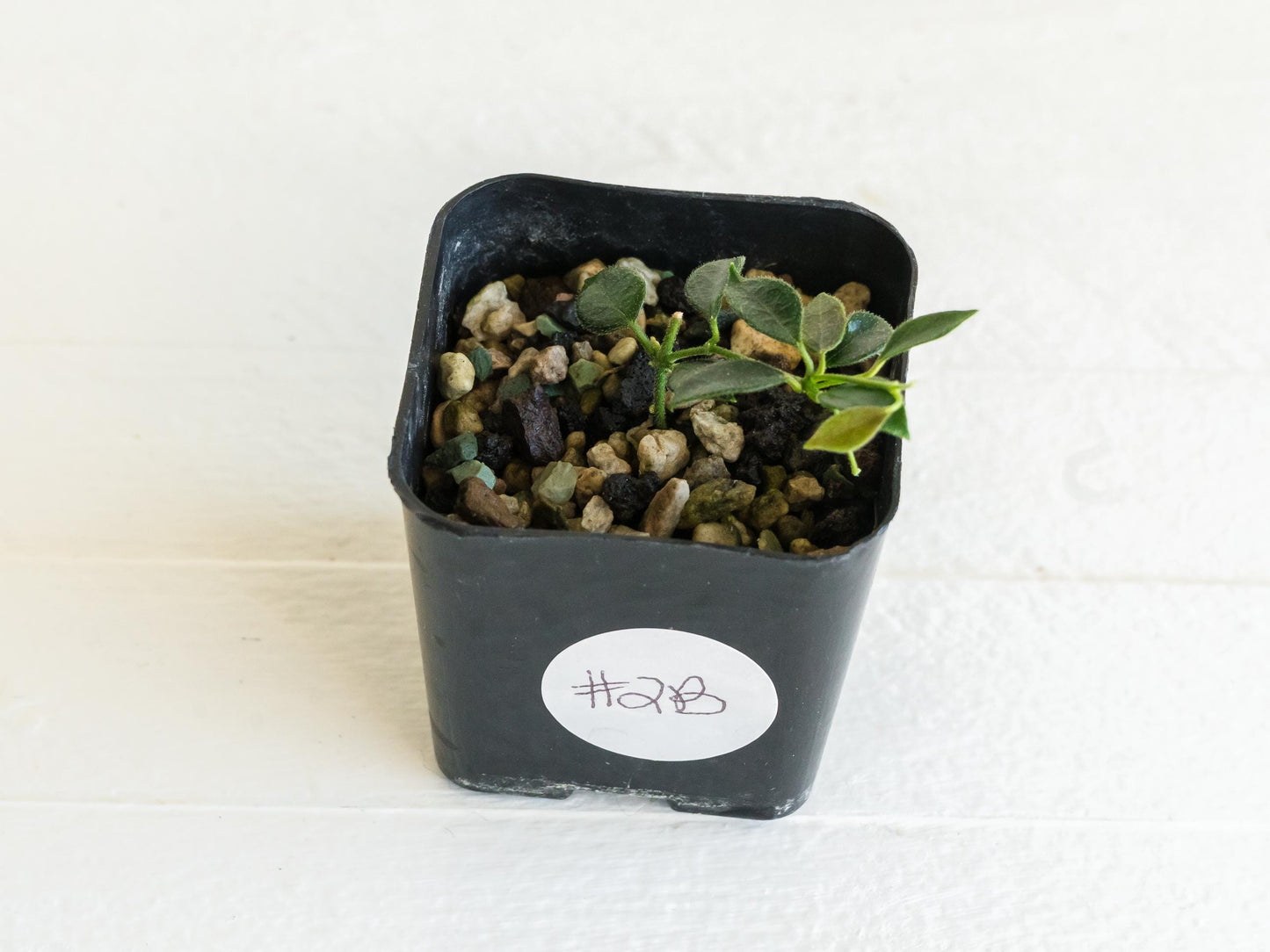 Hoya papua (PNG IM-08) | 2-Inch