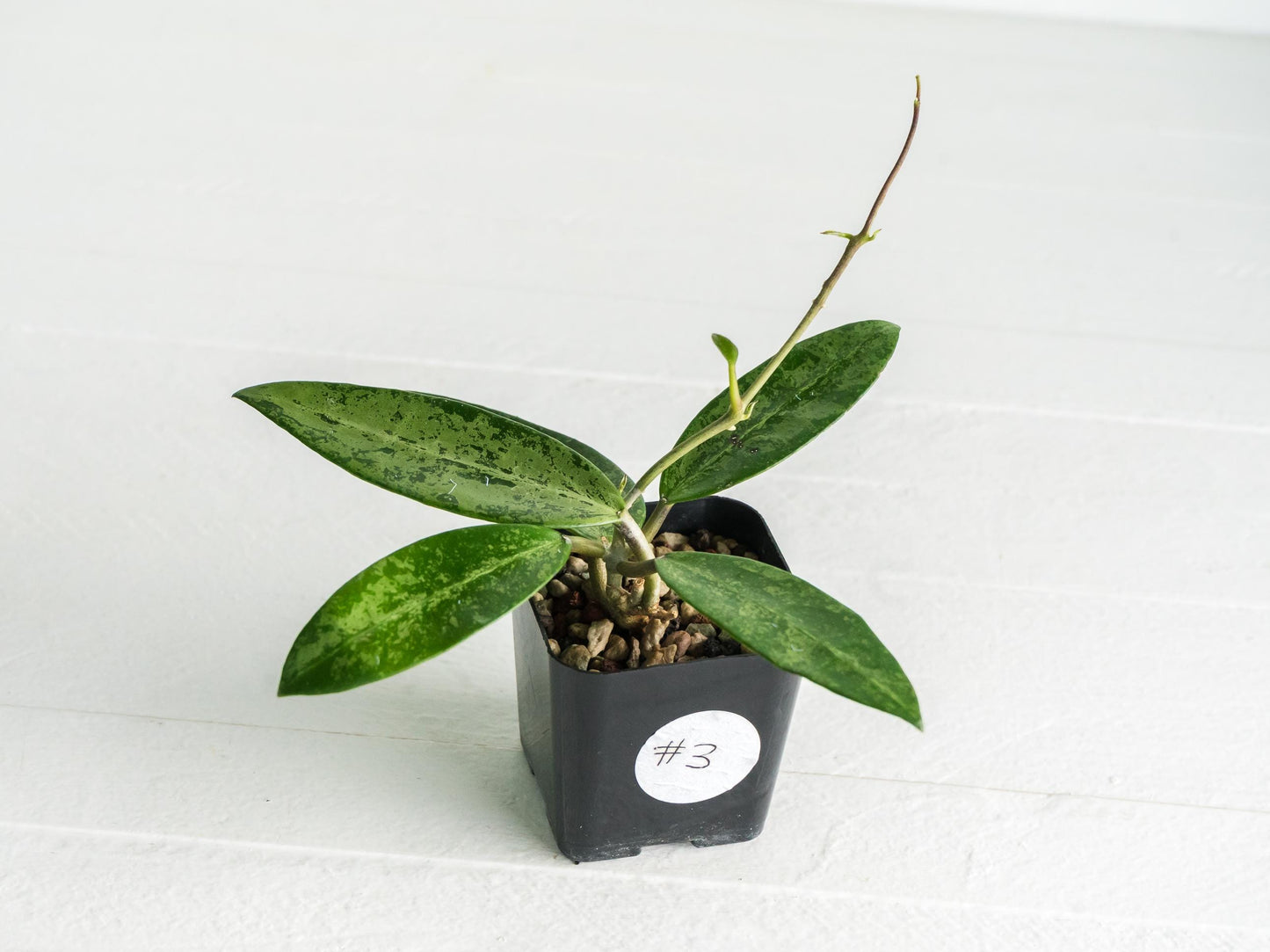 Hoya 'Rime' (Splash) | 2-Inch