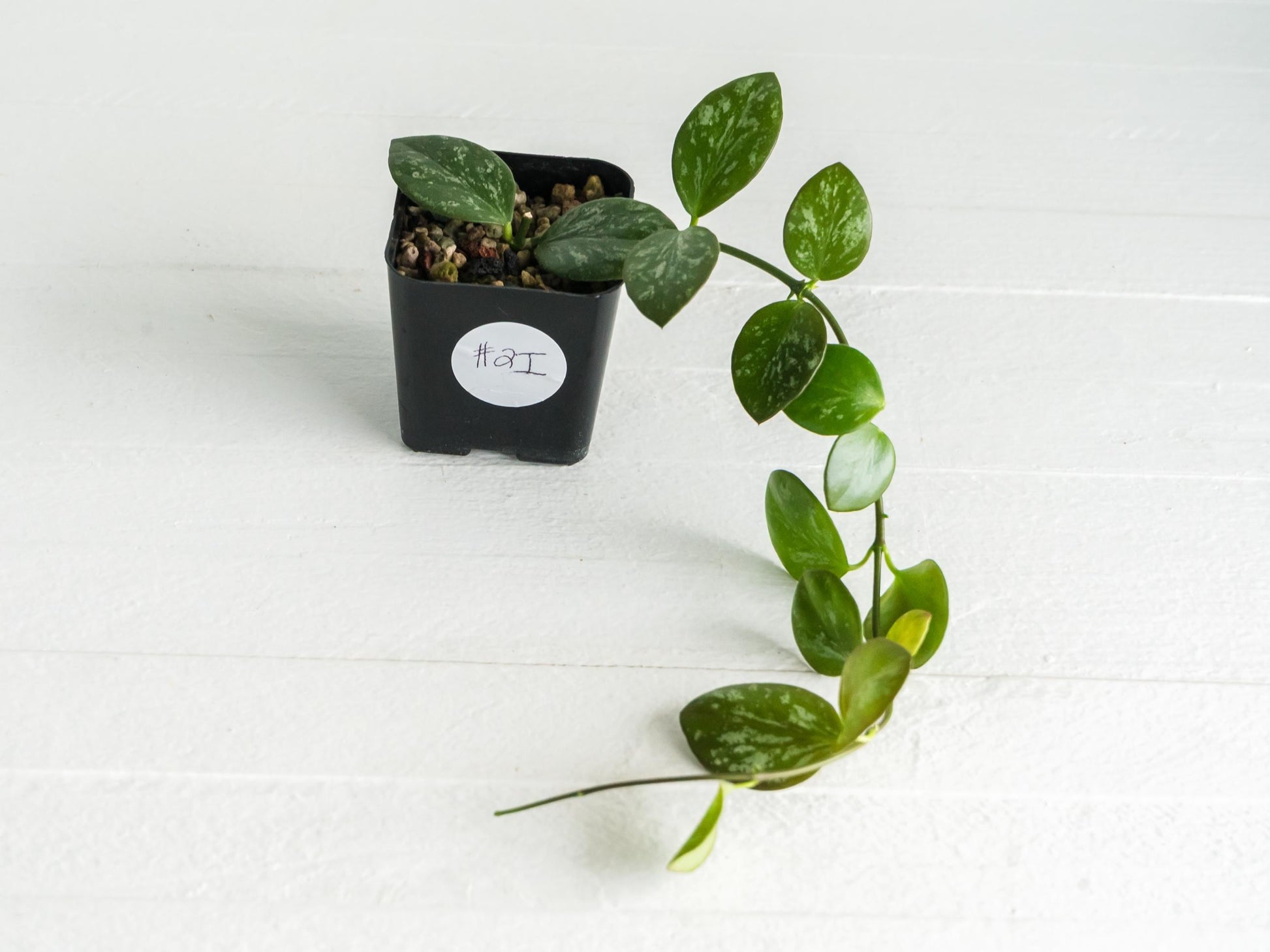 Hoya collina (IR-26) | 2-Inch