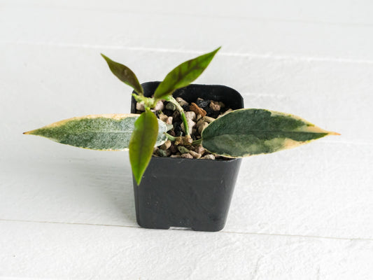 Hoya archboldiana (Albo - Outer Variegated) | 2-Inch