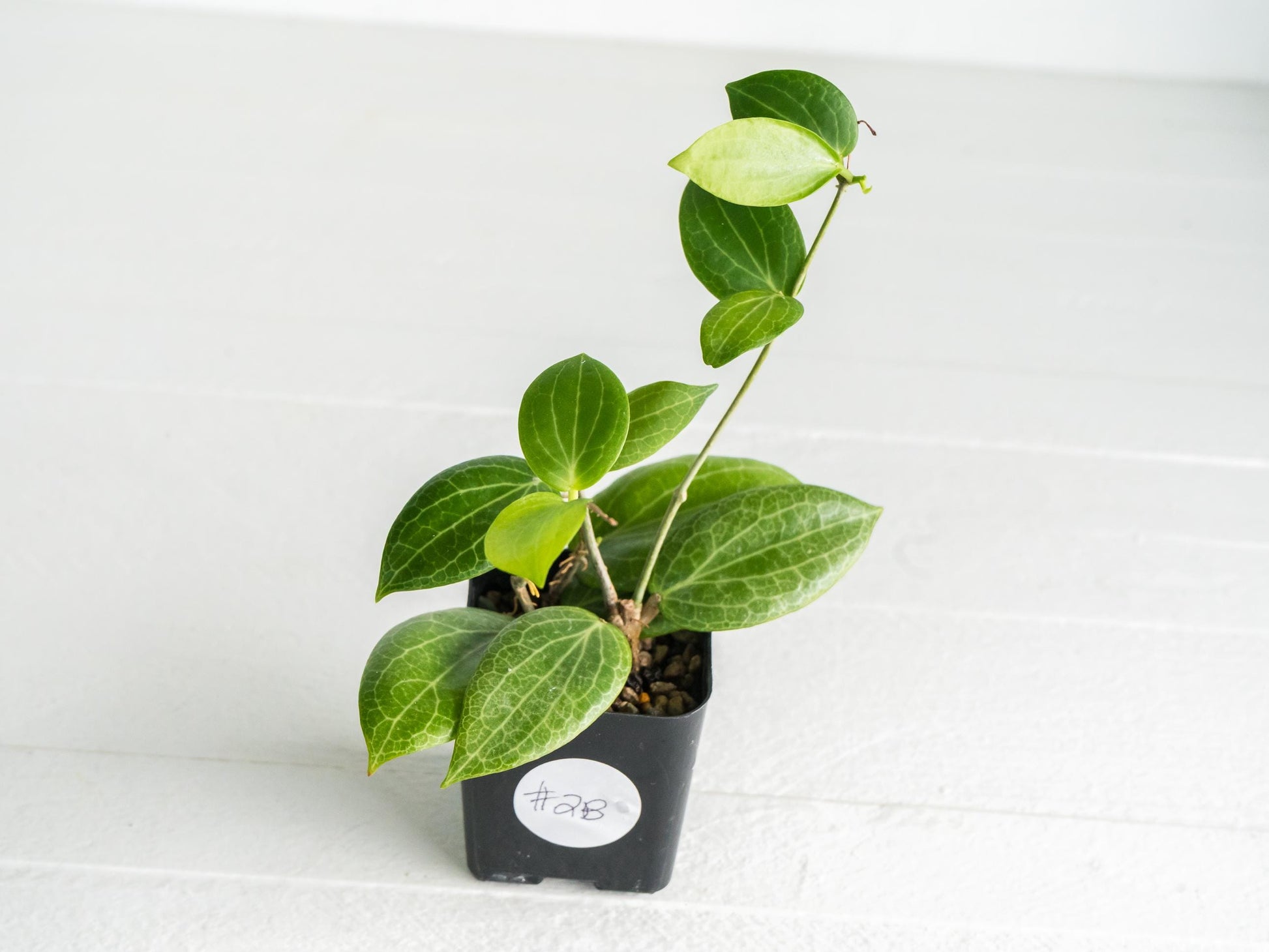 Hoya fitchii (Orange Flower) | 2-Inch