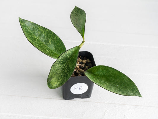 Hoya icensis (Splash) fka Patcharawalai (023) | 2-Inch