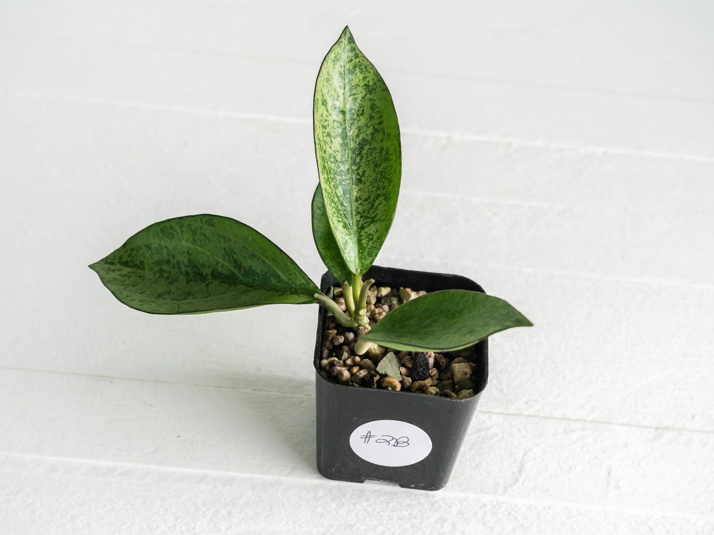 Hoya icensis (Splash) fka Patcharawalai (023) | 2-Inch