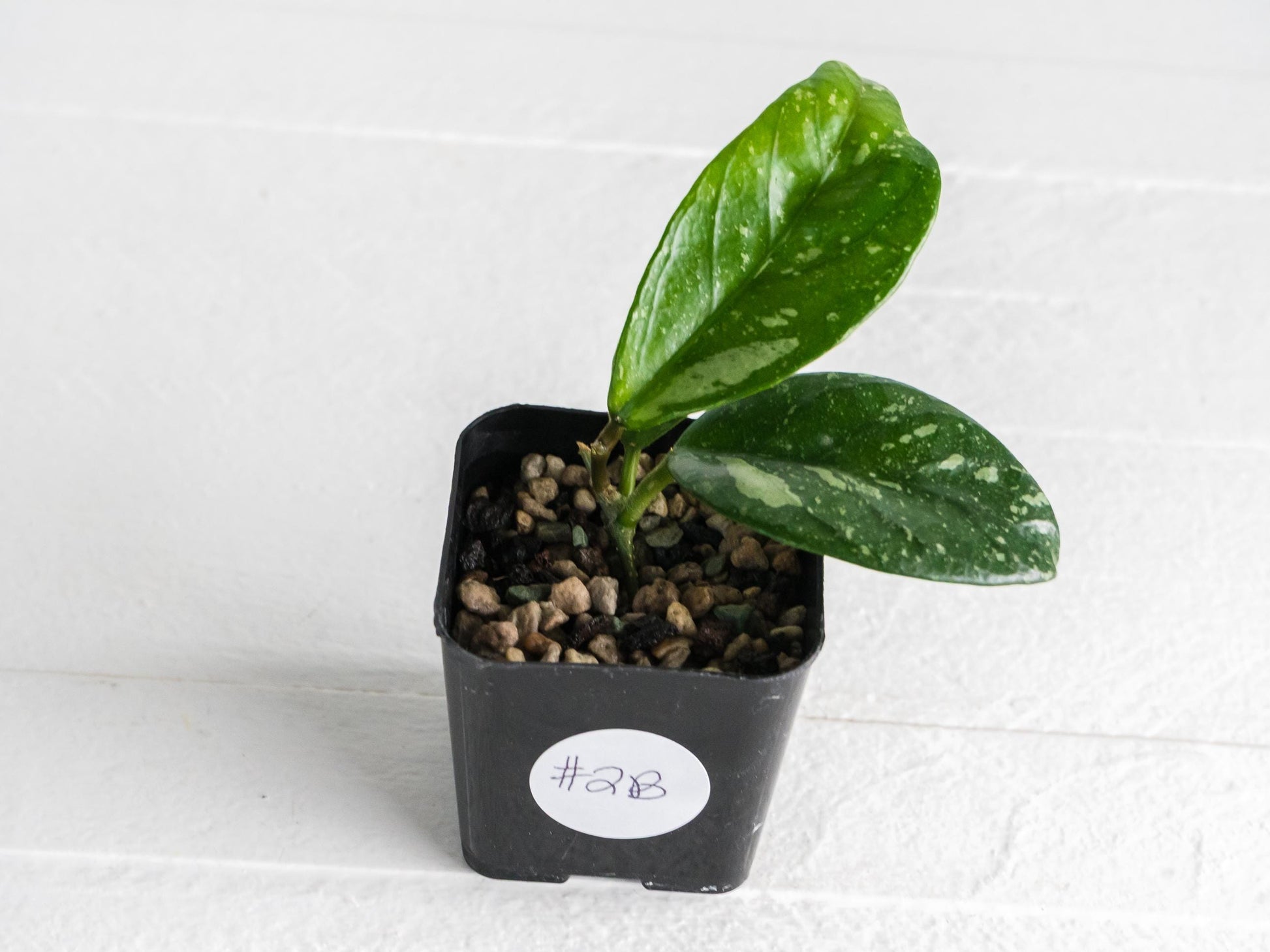 Hoya Lai Chau (Splash) | 2-Inch