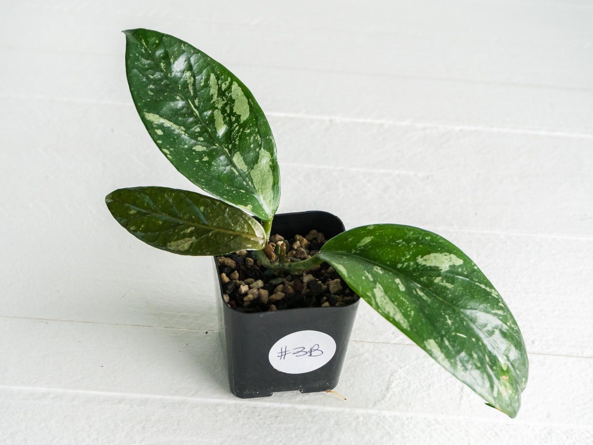 Hoya Lai Chau (Splash) | 2-Inch