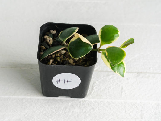 Hoya incurvula (Albomarginata / Outer Variegated) aka Hoya palta | 2-Inch