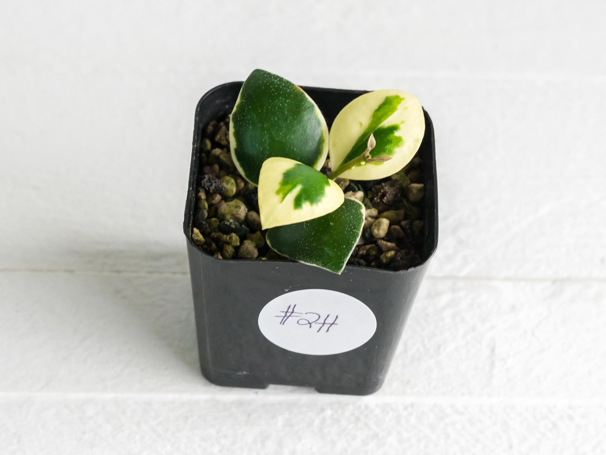 Hoya incurvula (Albomarginata / Outer Variegated) aka Hoya palta | 2-Inch