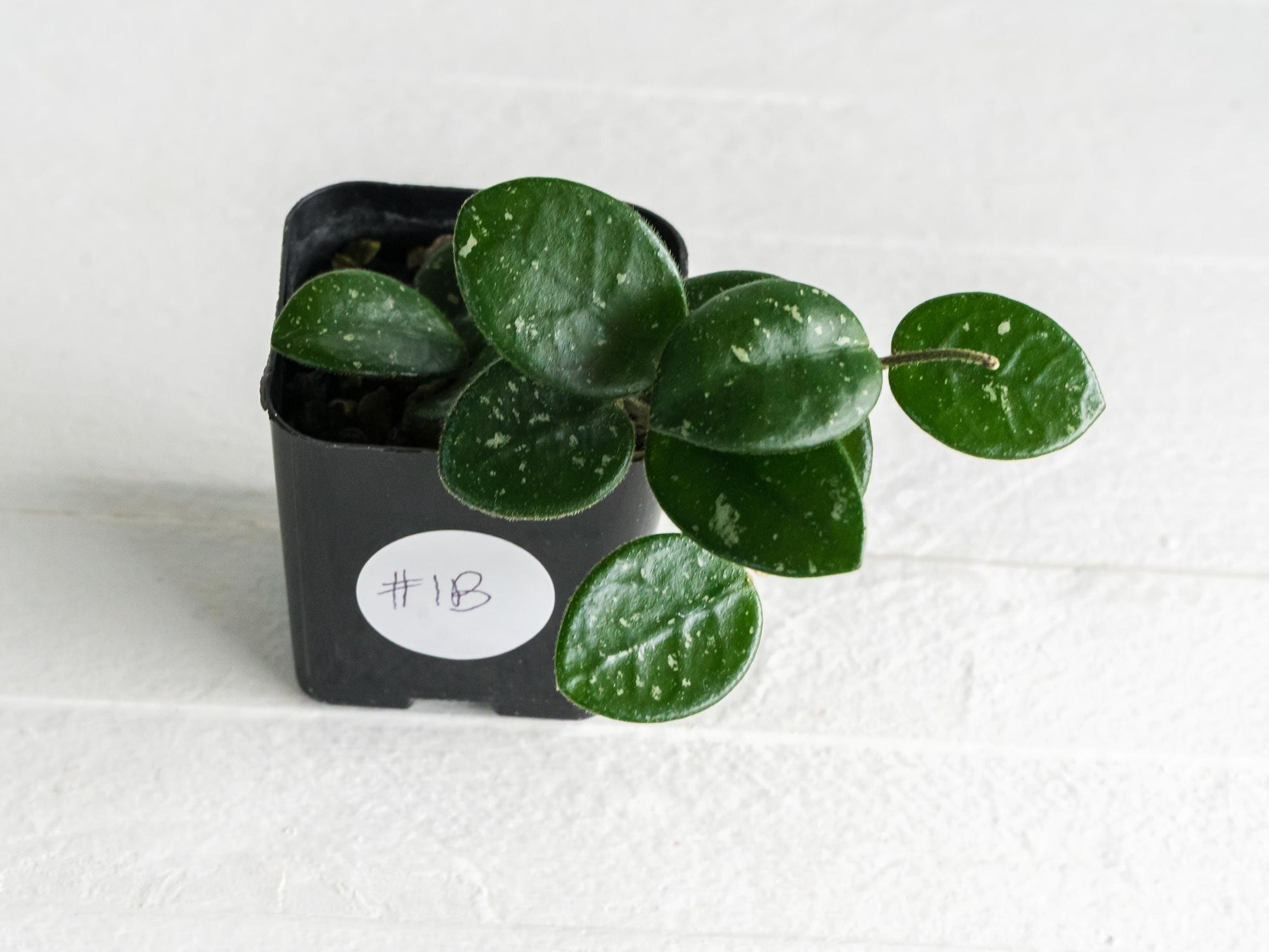 Hoya 'Mathilde' | 2-Inch