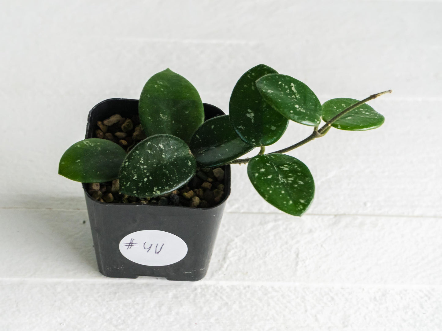 Hoya 'Mathilde' | 2-Inch