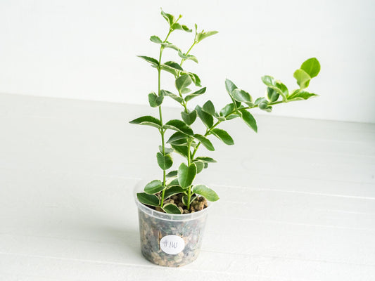 Hoya cumingiana (Albo | Outer Variegated) | 3-Inch