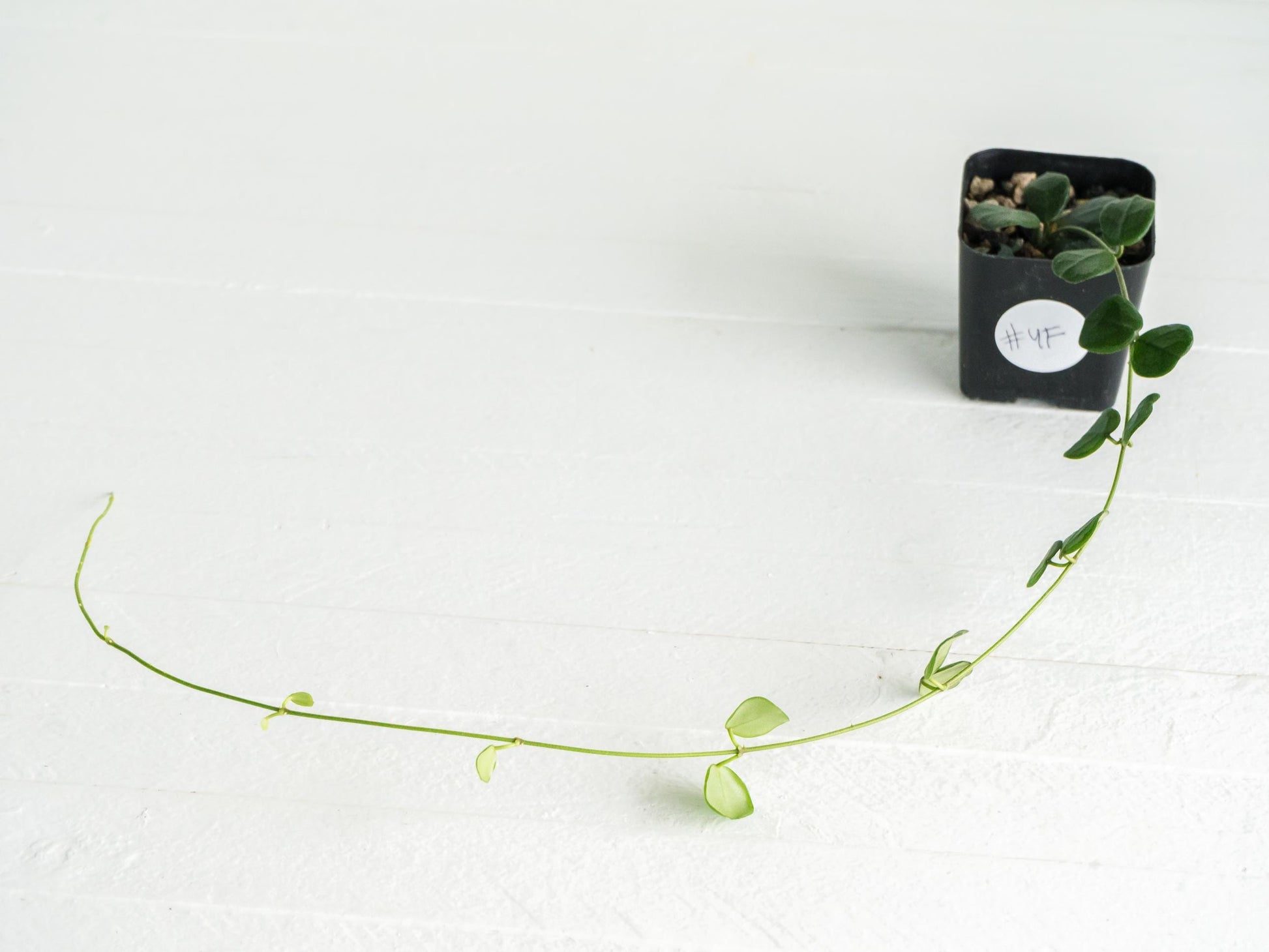 Hoya obcordata | 2-Inch