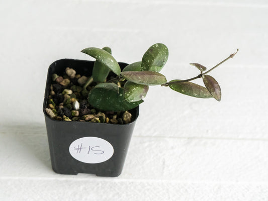 Hoya sigillatis 'Alas River' | 2-Inch
