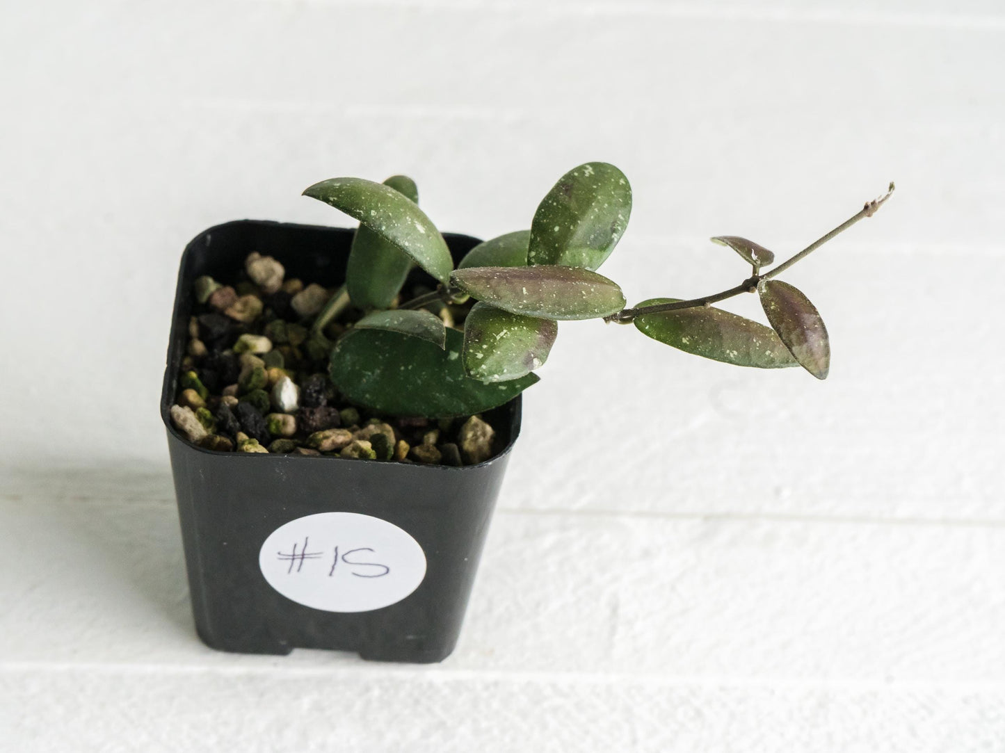 Hoya sigillatis 'Alas River' | 2-Inch