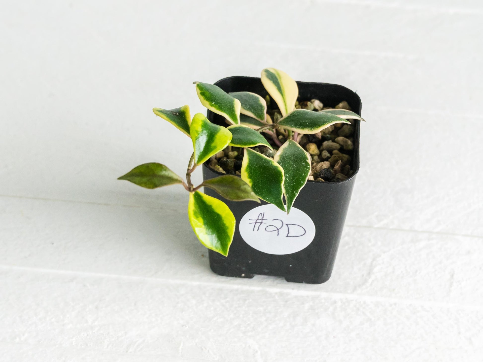 Hoya bakoensis (Outer Variegated - Albo) | 2-Inch