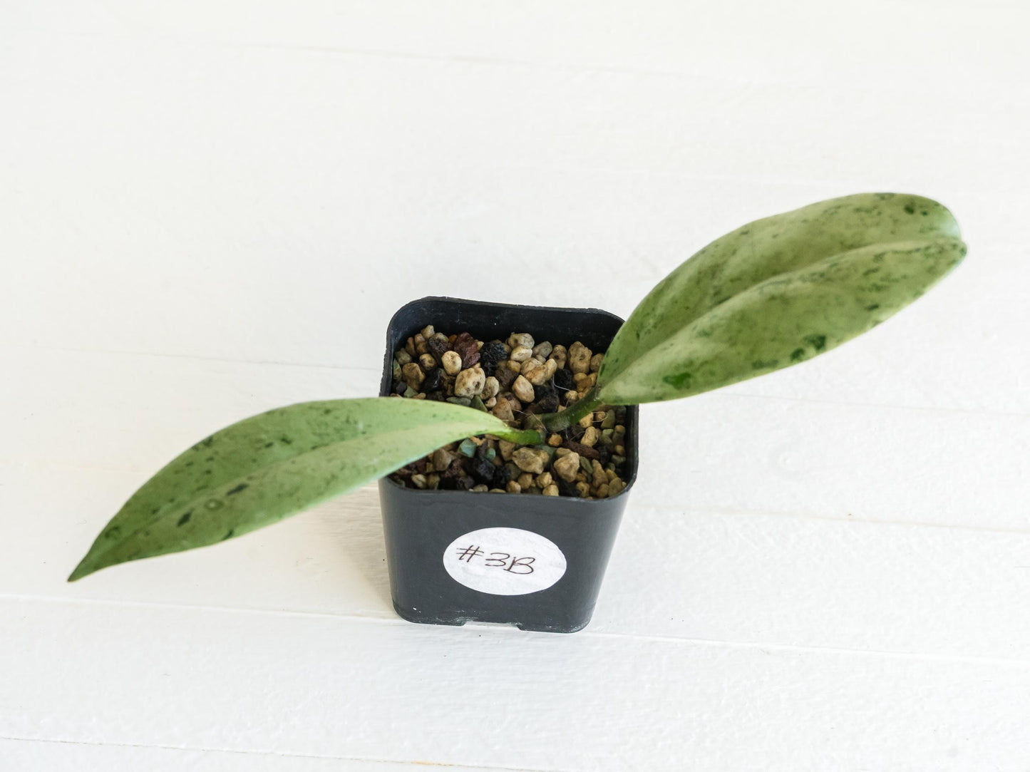 Hoya pubicalyx 'Pink Silver Ghost' | 2-Inch