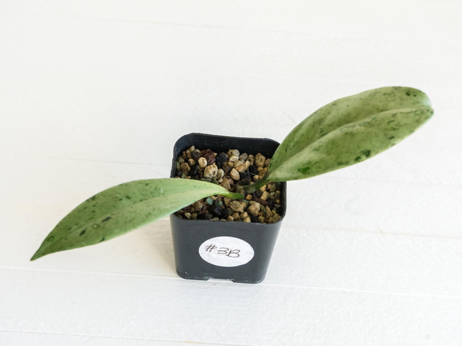 Hoya pubicalyx 'Pink Silver Ghost' | 2-Inch