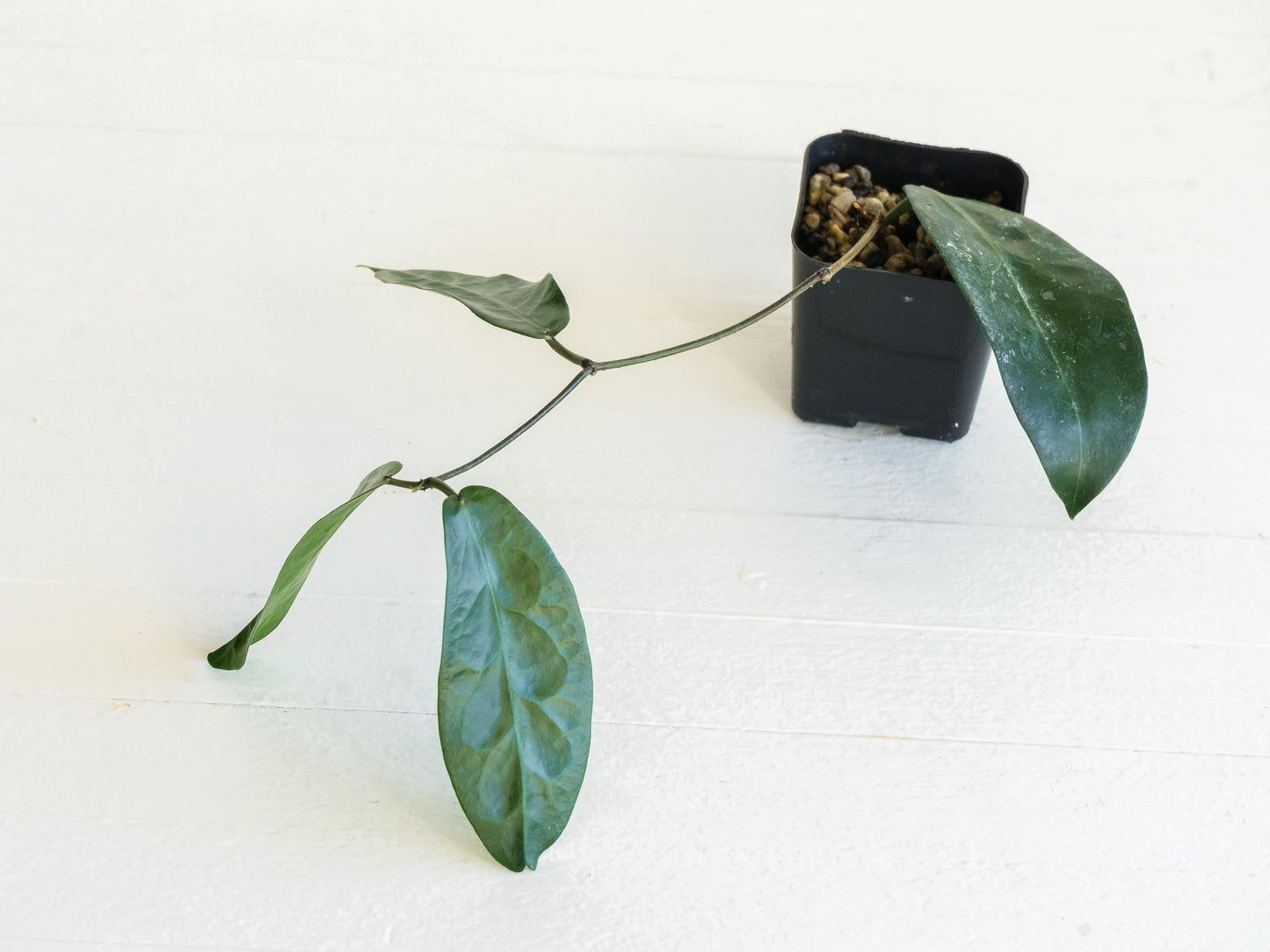 Hoya megalaster | 2-Inch