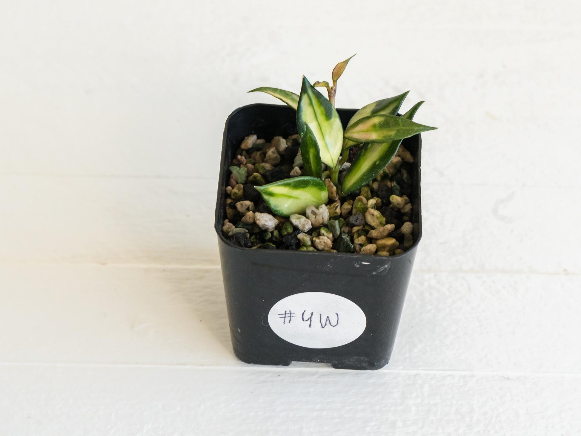 Hoya lacunosa (Inner Variegated) | 2-Inch