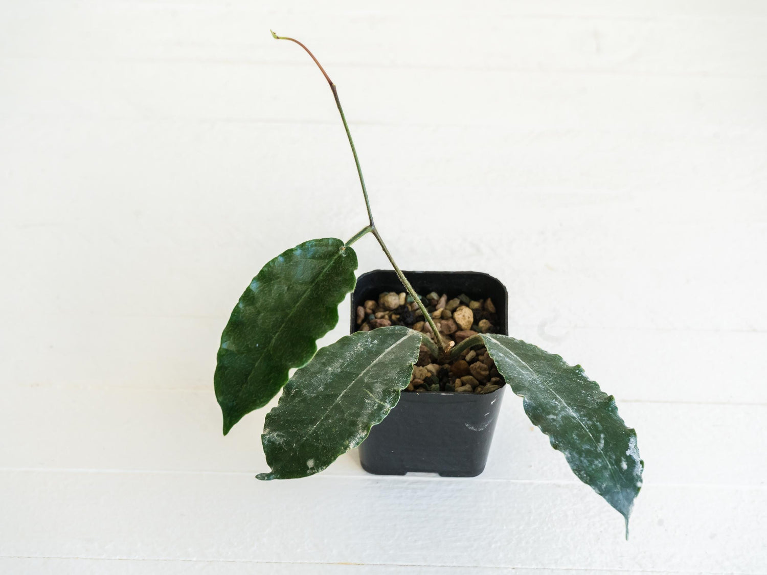 Hoya versteegii | 2-Inch