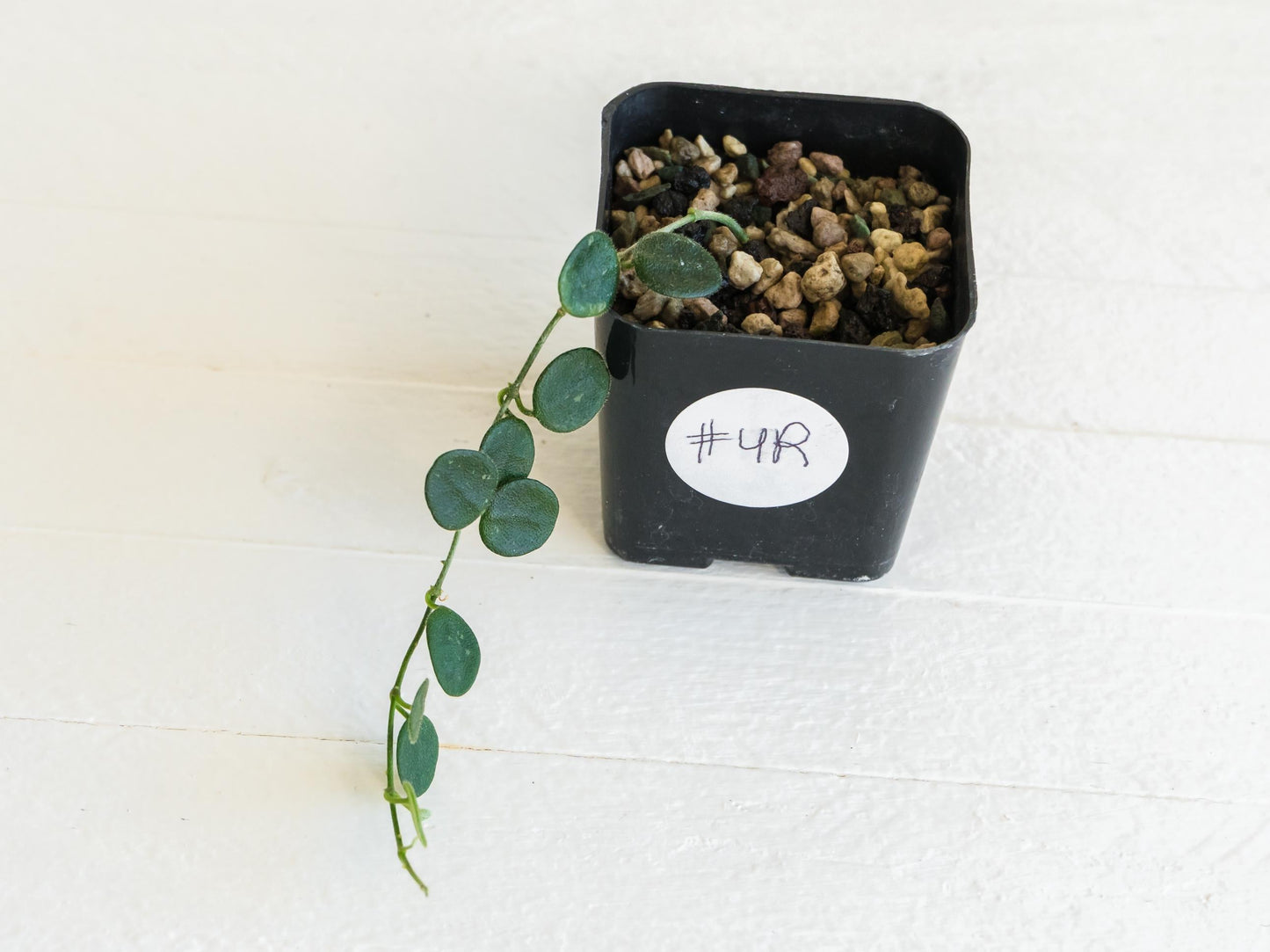 Hoya serpens | 2-Inch