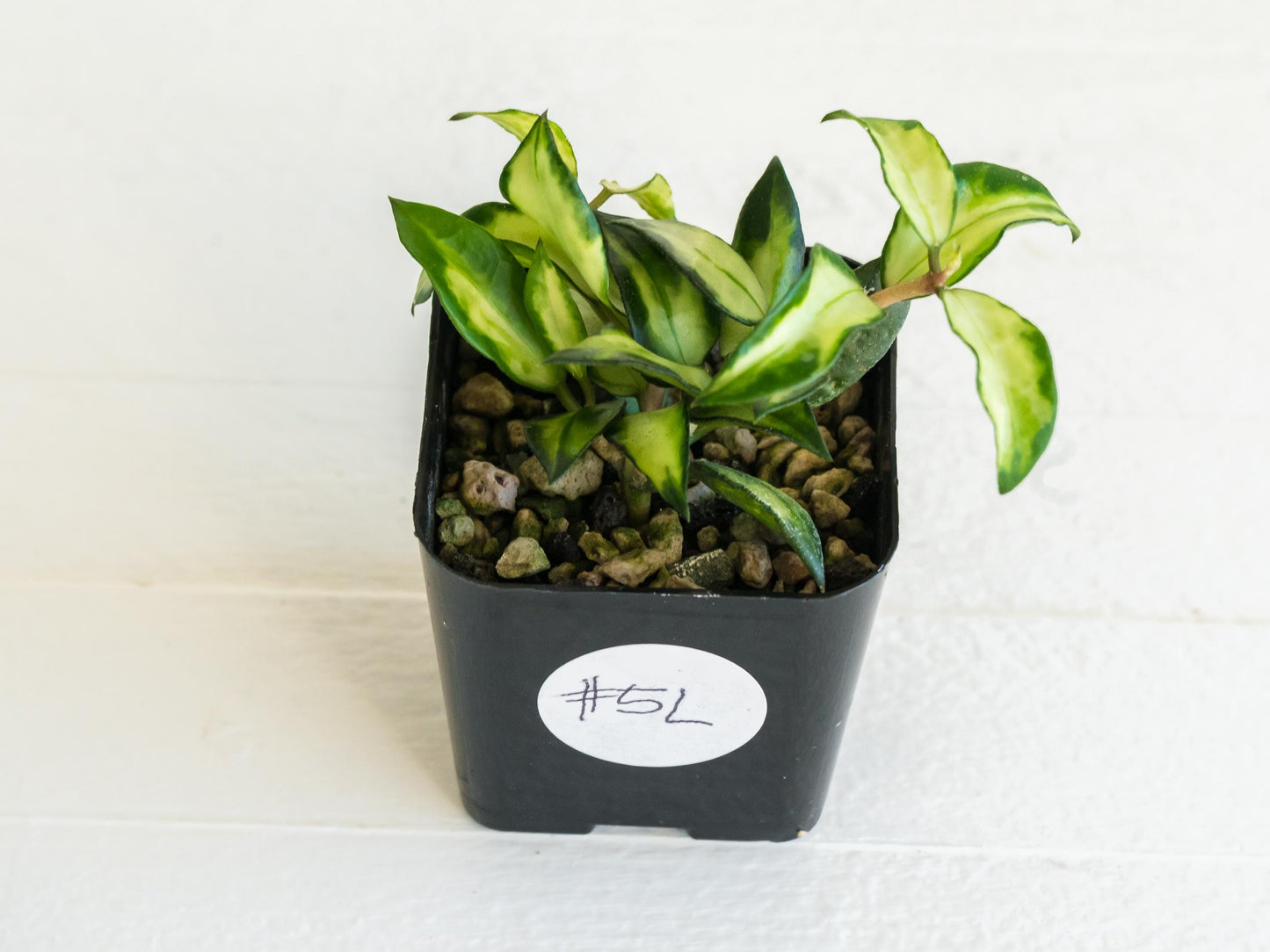 Hoya lacunosa 'Tricolor Bruno' | 2-Inch