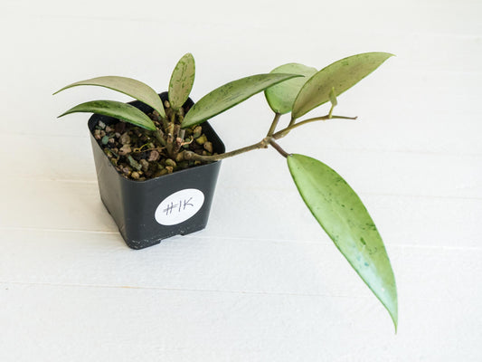 Hoya 'Snow Cui' (Silver) | 2-Inch