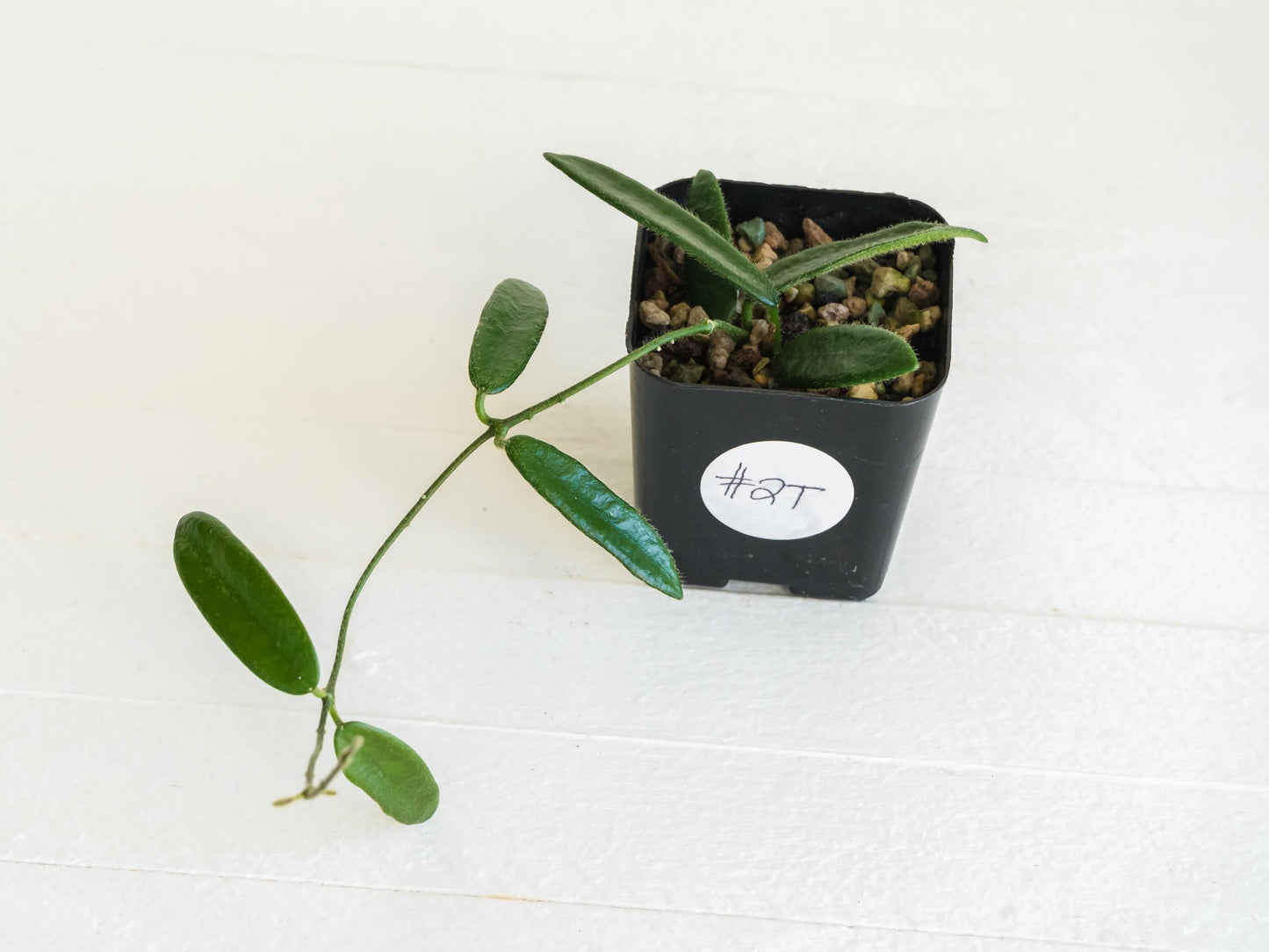 Hoya lyi | 2-Inch