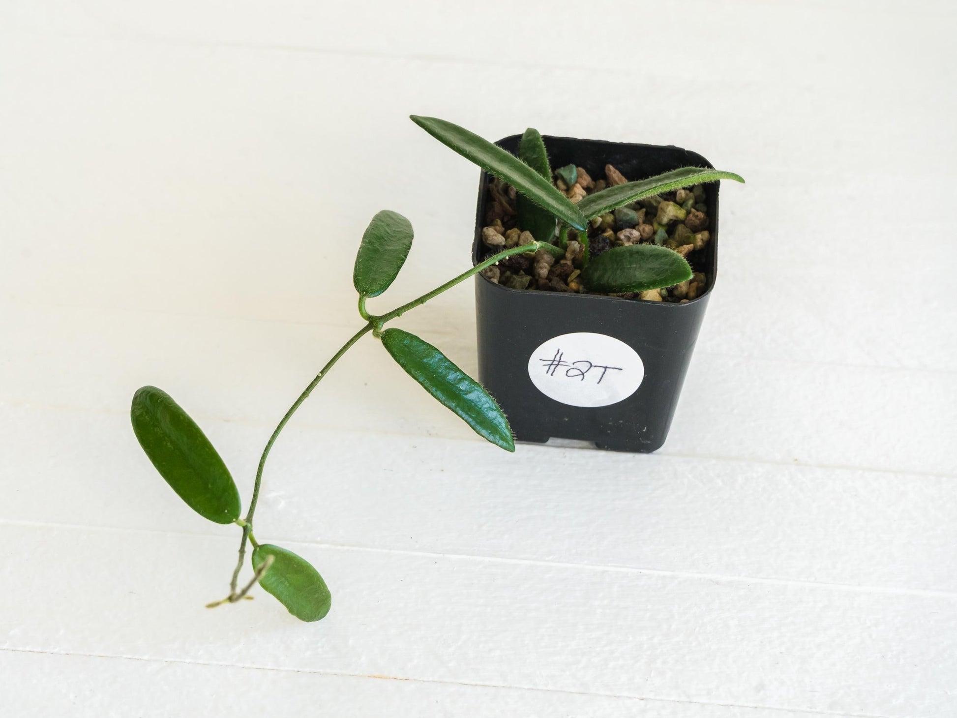 Hoya lyi | 2-Inch