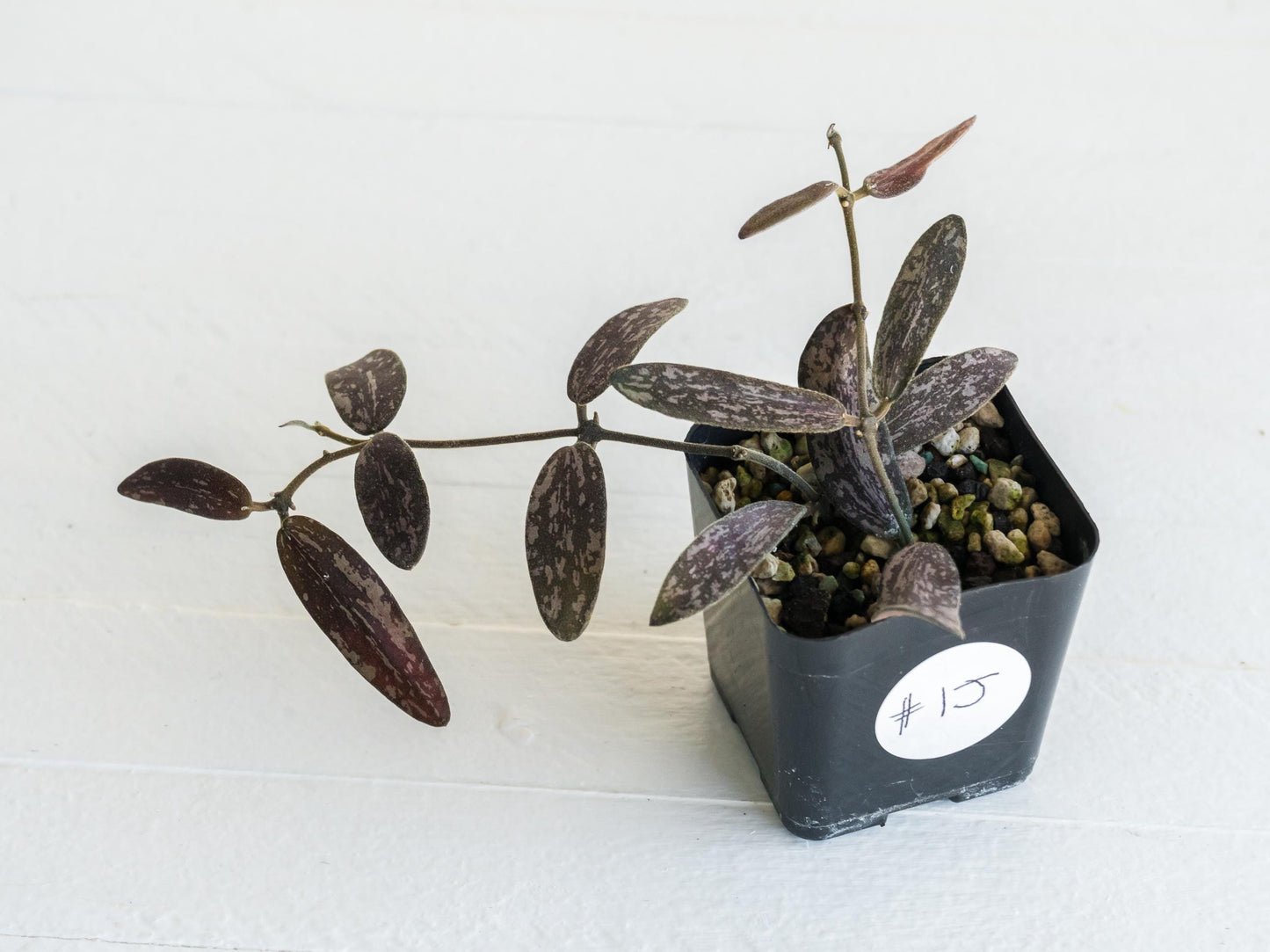 Hoya sigillatis | 2-Inch