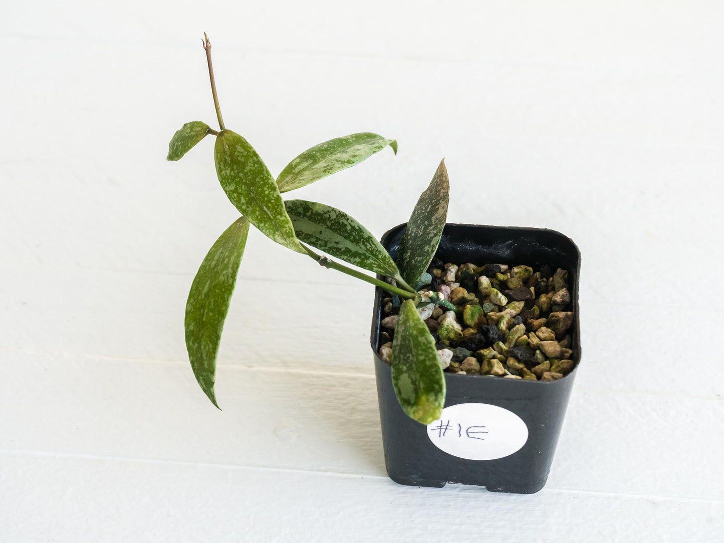 Hoya lacunosa 'Laos Full Splash' | 2-Inch