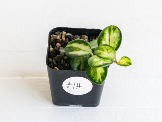 Hoya 'Mathilde' (Inner Variegated) | 2-Inch