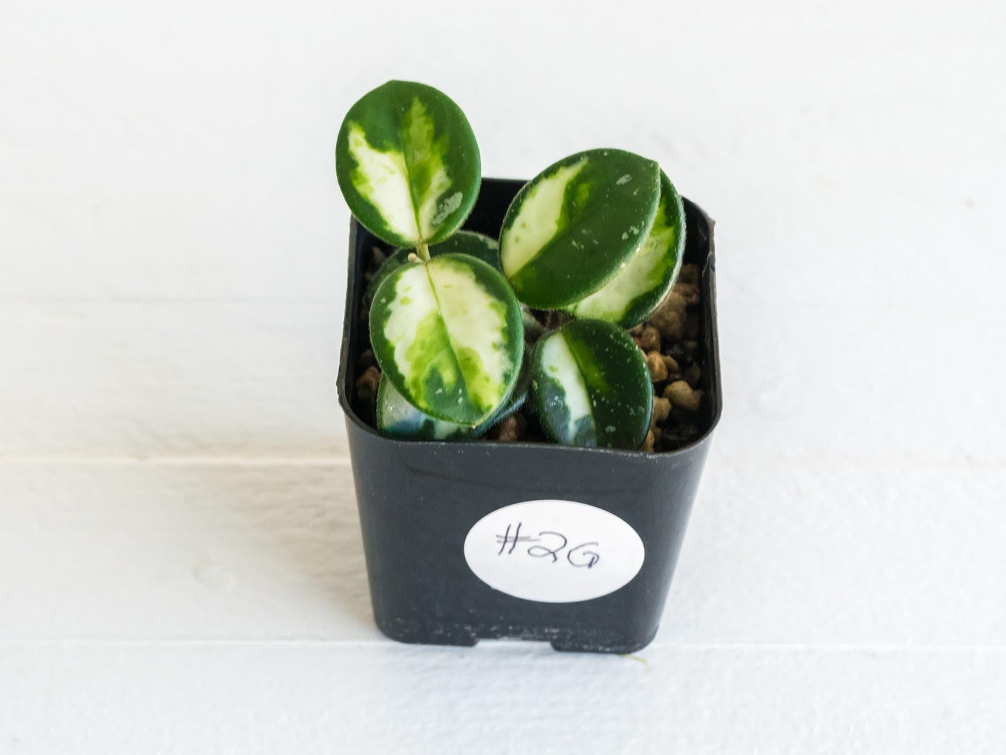 Hoya 'Mathilde' (Inner Variegated) | 2-Inch