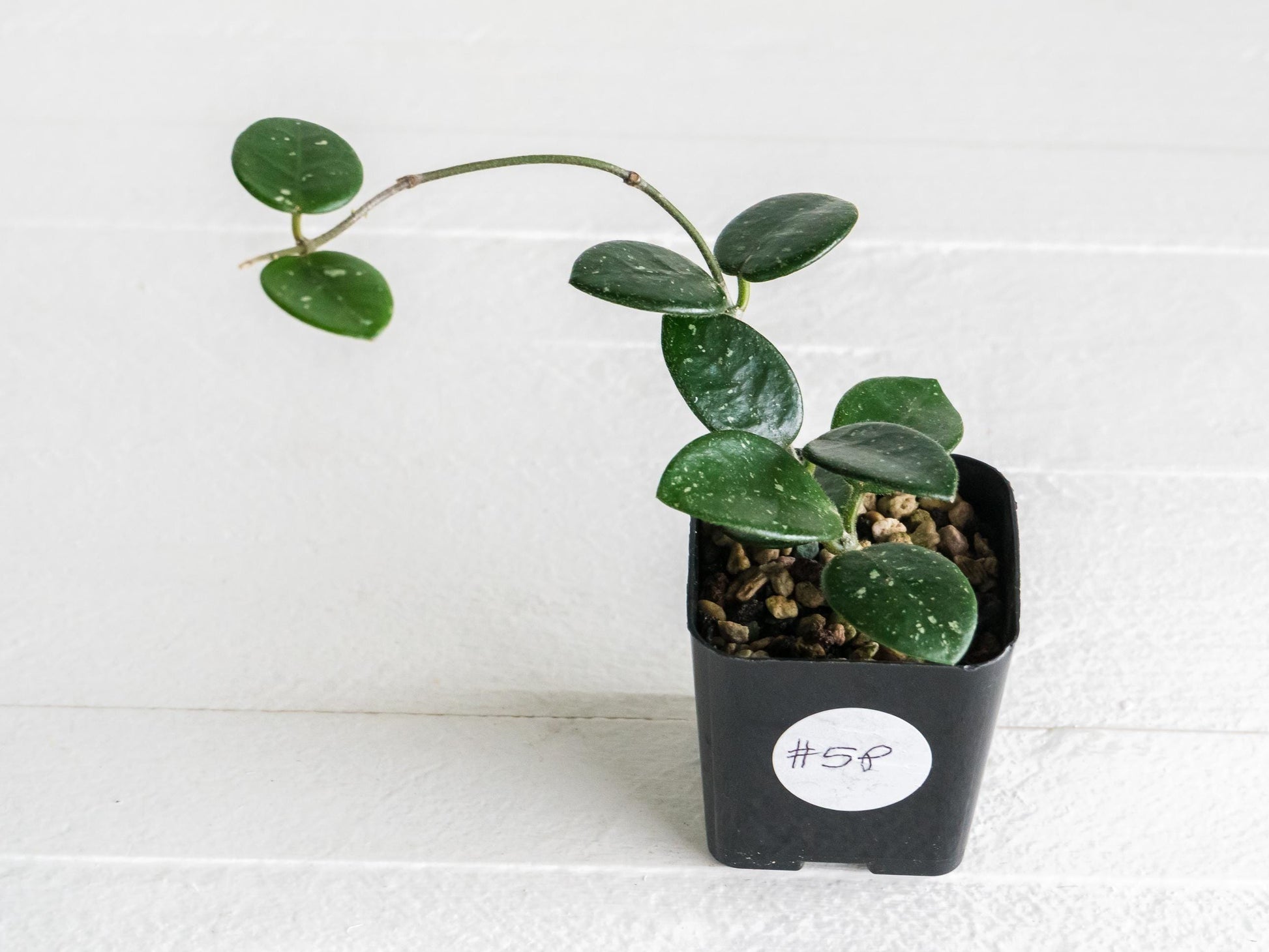 Hoya 'Mathilde' | 2-Inch