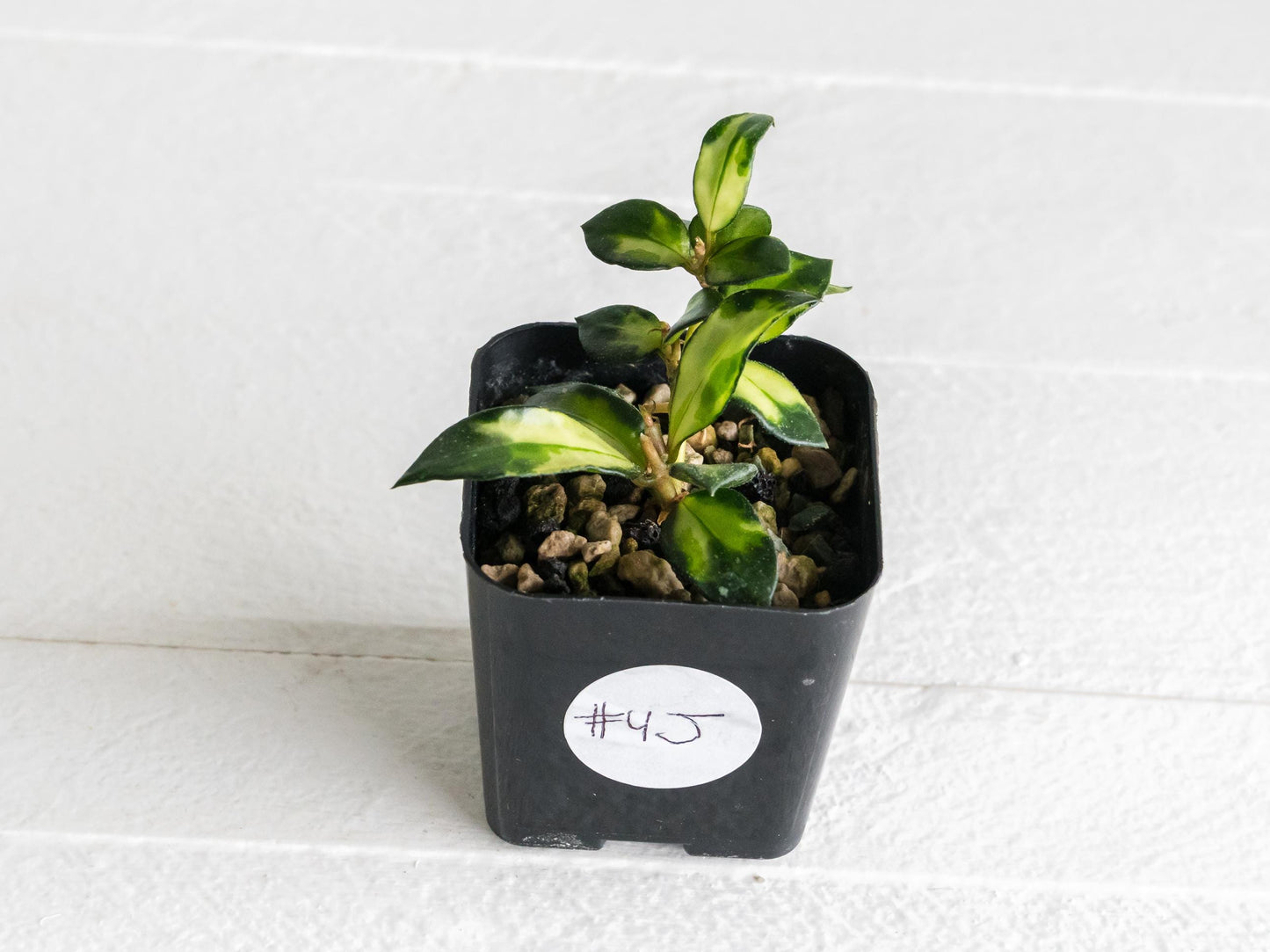 Hoya lacunosa 'Tricolor Bruno' | 2-Inch