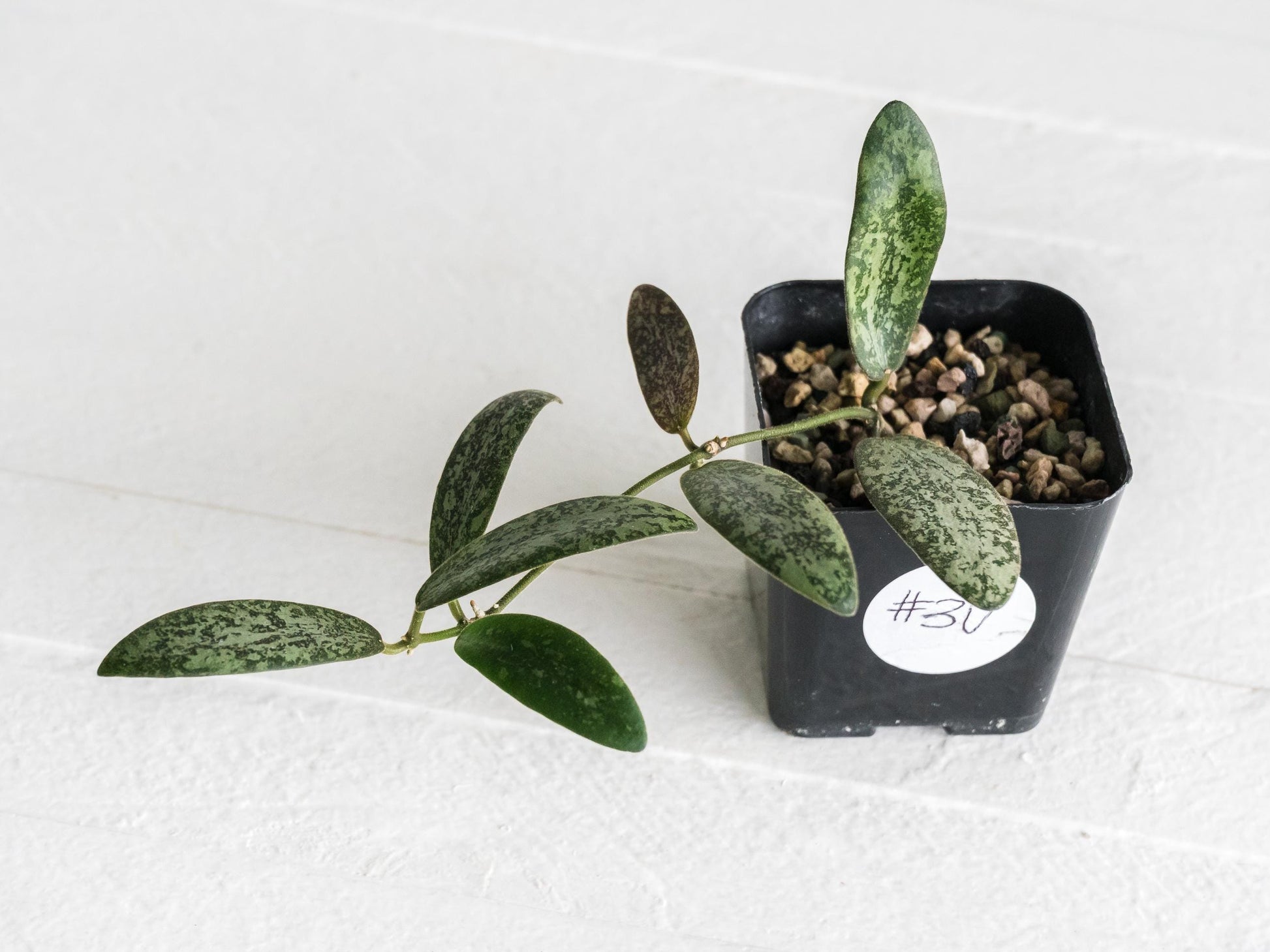 Hoya sigillatis 'Round Leaf' aka sigillatis (Silver) AH001 | 2-Inch