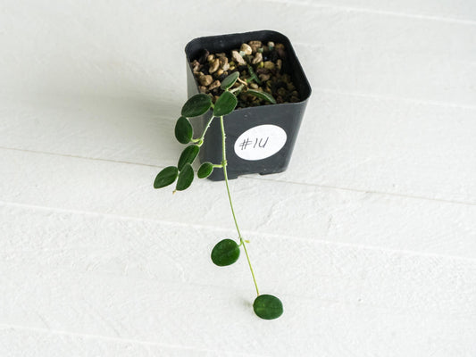 Hoya serpens | 2-Inch