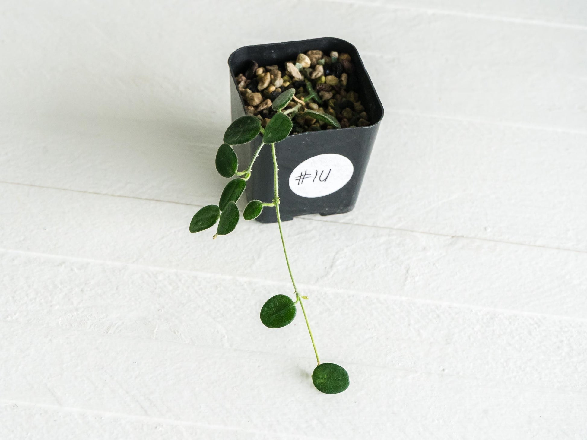 Hoya serpens | 2-Inch