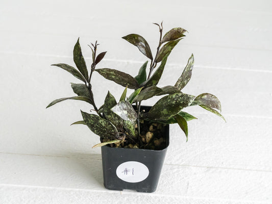 Hoya lacunosa ‘Royal Flush’ | 2-Inch